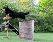 SV_OG_Floersheim_B_C_Lehrgang_Boomer_vom_Kesseltal_2012_DSC_9566_4