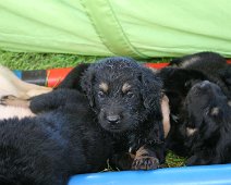 fünfte_Woche_IMG_9023-20170612