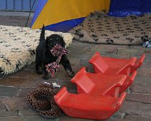 fünfte_Woche_IMG_9032-20170612