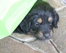 fünfte_Woche_IMG_9041-20170612