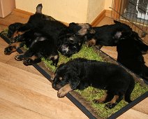 fünfte_Woche_IMG_9045-20170612