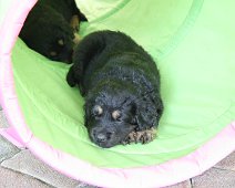 fünfte_Woche_IMG_9049-20170613