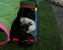 fünfte_Woche_IMG_9051-20170614