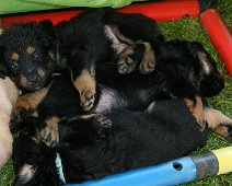 fünfte_Woche_IMG_9055-20170614