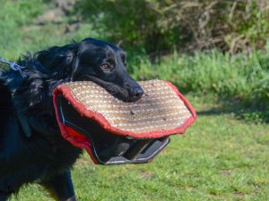 Schutzdienstwochenende Babenhausen 2019