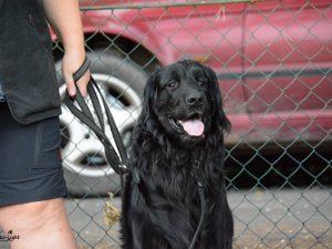 Schutzdienstwochenende Babenhausen 2021