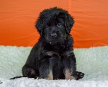 D_Wurf_fuenfte_Woche_Hündin_rot_20180926-DSC_8449