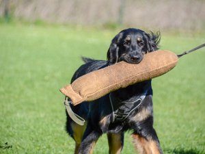 Schutzdienstwochenende Babenhausen 2019