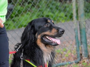 Schutzdienstwochenende Babenhausen 2021