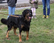 E-Wurf_Treffen_10_03_2024_FD1A7246 Papa Charles (Chivas vom Rodenbaechlein)