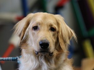 E-Wurf Treffen dog inn